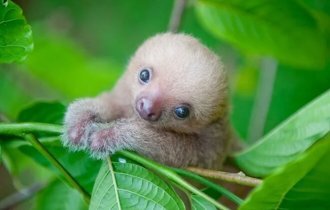 Funny baby animals (25 photos)