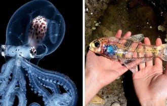 Занимательные фотографии животных и растений, которые прозрачны как стёклышко (17 фото)