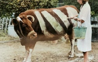 “Farting” gas mask and zebra cow. 5 strange photos of World War II (7 photos)