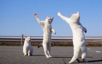 10+ фотодоказательств того, что кошки прекрасно танцуют (8 фото)