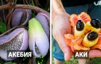 Unusual, but very real fruits and berries (19 photos)