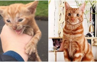 Спасибо, люди: 20+ трогательных фото кошек до после спасения (30 фото)