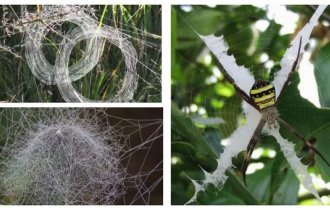 21 удивительная паутина, которая заплетет ваше сердечко нежностью (21 фото)