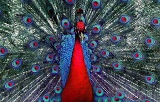 Красота спасет мир или самые красивые птицы мира (17 фото)