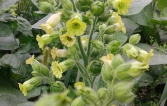 Как выглядят привычные овощи и фрукты до того, как попадают к нам на стол (13 фото)