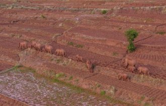 Новые звезды интернета. Зачем стадо слонов из Китая уже больше года идёт на север? (5 фото)