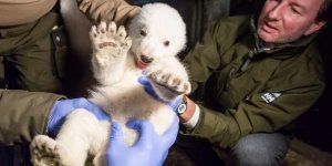 Зверьё фото (29 фото)