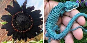 40 amazing, and sometimes eerie wonders from the natural world (41 photos)