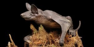Голокож: Лысое тело и страшная вонь. Эта редкая летучая мышь научилась разгоняться до 100 км/ч (7 фото)