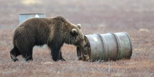 Медведи, которые подсаживаются на запах бензина (5 фото)