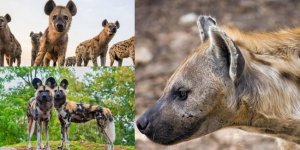 Хихикаючі ублюдки здатні міняти підлогу: небагато фактів про гієни (16 фото)