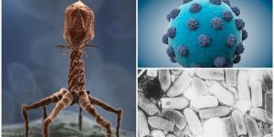 То, что делает нас сильнее: полезные для человека вирусы (11 фото)