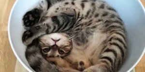 Жидкокристаллические коты (19 фото)