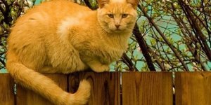 Мені згори видно все! (30 фото)