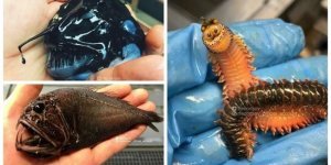 Рыбак показывает монстров из глубин (31 фото)