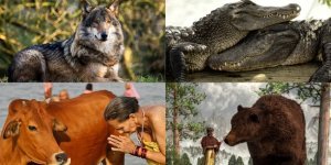 Sacred cow: which animals are revered in different parts of the world (23 photos)