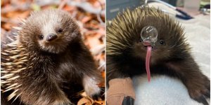 A little about echidnas (8 photos)