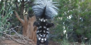American Spotted Skunk: Fighting stance on front legs. If you see such a pose, then just run as fast as you can without looking back (6 photos)