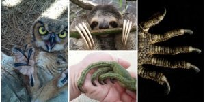 Прототипы Логана: 25 когтей из мира животных, которые вас удивят (28 фото)