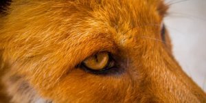 Лиса:  Неочевидные факты. Лазает по деревьям, притворяется мёртвой, чтобы  охотиться, и мастерски обманывает своими следами (6 фото)