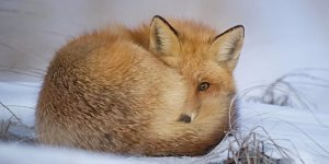 Чому лисиці нелегко жити взимку: 10 особливостей рудої хижачки (11 фото)