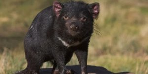 The devil in the flesh: how the frantic Tasmanian predator lives (9 photos + 1 video)