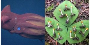 15 фотографій, які розширять ваш кругозір (16 фото)