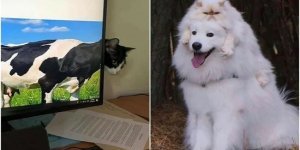 Умора: смешные кадры с животными, которые поднимут настрой (30 фото)