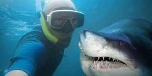 Is it true that a shark can smell blood from a kilometer away? (5 photos)