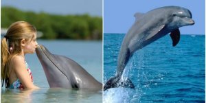 Унікальні факти про дельфінів (11 фото)