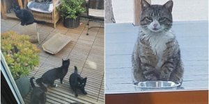 "Это не мой кот!": 20+ котеек, которые неожиданно заявились к людям (25 фото)
