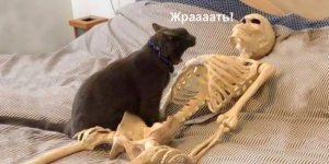 Понимают ли кошки, что человеку как-то нехорошо (6 фото)