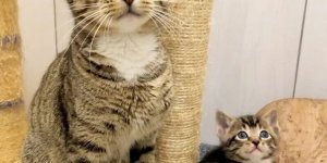 Котячий фотопозитив (18 фото)