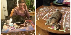 Як кішки допомагають людям збирати пазли (23 фото)