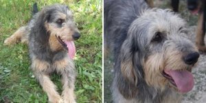 The most unattractive dog breeds according to ordinary people (10 photos)
