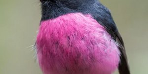 “The world in pink”: a selection of bright and “glamorous” animals (16 photos)