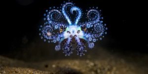 Southern octopus dumpling: stuffed with glowing bacteria (10 photos)
