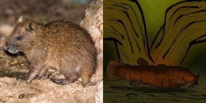 Очаровательная редкость: животные, которых уже практически невозможно встретить (9 фото)