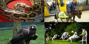 Even they could: animals who found a job according to their vocation (30 photos + 2 videos)