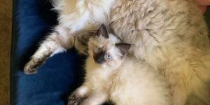 Кошачий фотопозитив (18 фото)