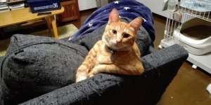 Забавні та милі котейки (20 фото)