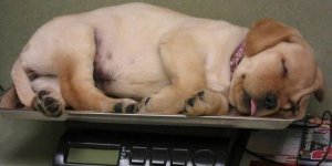 Фото о сложной и веселой жизни современных Айболитов (14 фото)