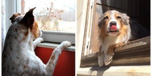 Зворушливе концентроване очікування (21 фото)