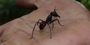 Гигантский  лесной муравей: Кодекс чести муравьёв-воинов. Эти огромные  суперсолдаты научились уважать своего противника! (11 фото)