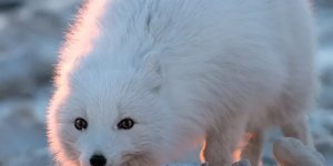 Песец:  Подкрадывается незаметно. Уникальные приёмы полярной лисы, которые  она использует, чтобы выжить на крайнем севере (13 фото)