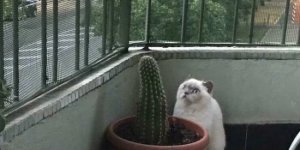 У вас кот поломался (18 фото)