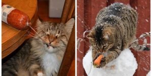 Brilliant robberies at the stage of planning and implementation (25 photos)