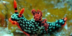 Эволюция «отжигает»: самые красивые черви (30 фото + 1 видео)