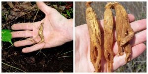 Почему корень дикого женьшеня – дико дорогое удовольствие? (6 фото)