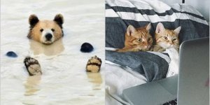 15 веселых животных, которые точно знают, как получить наслаждение от жизни (16 фото)